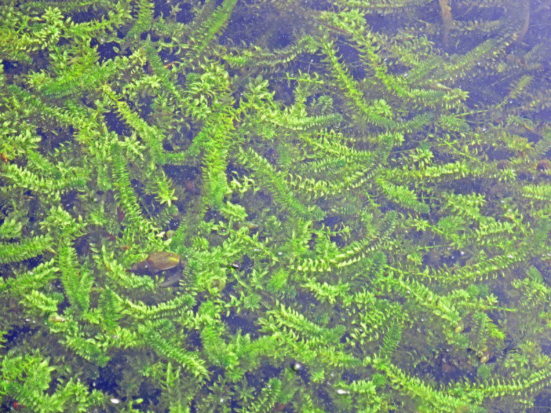 Wasserpest - Elodea canadensis